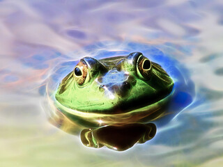 Brilliant Frog in pond  - obrazy, fototapety, plakaty