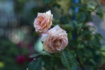 Large pale pink roses with water drops bloom in the garden.