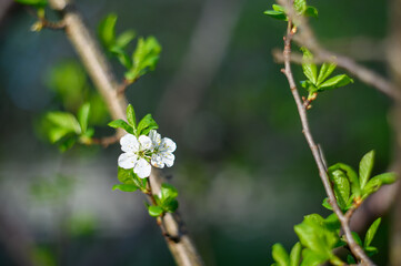 Prunus cerasus. Sour cherry, tart cherry, or dwarf cherry. Blossoms. Flowering branches. Home garden in the spring.