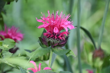 the magic summer garden flowers