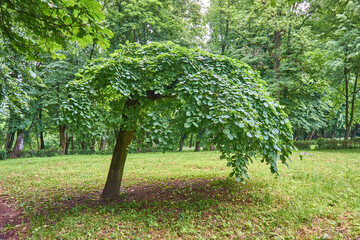 Fototapeta na wymiar Forest in Yuri Gagrin park, Kaliningrad city. Maple, oak, ash.