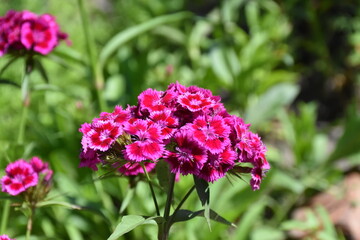 the magic summer garden flowers