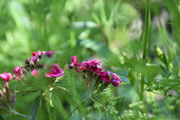 Meadow wild flowers in spring and summer