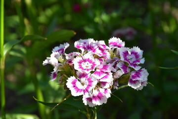 Meadow wild flowers in spring and summer