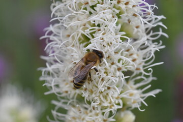 Biene auf einer Prachtscharte