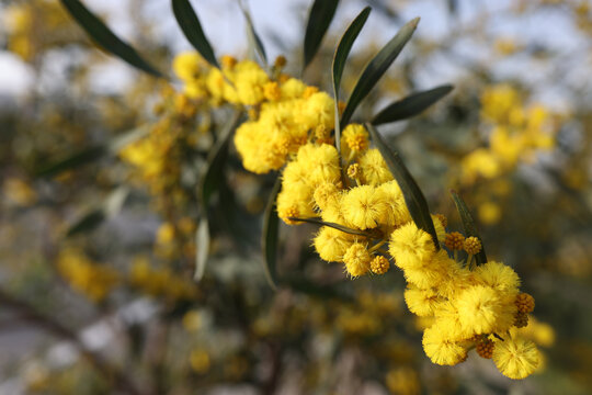 Yellow ball of mimosa flowers in field