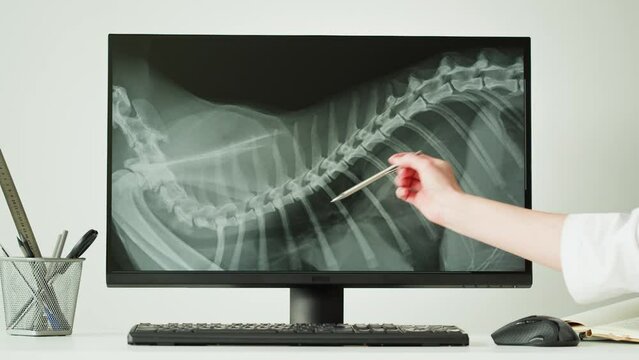 Doctor veterinarian examining horse skeleton roentgen on computer monitor. Woman vet analyzing animal bones x-ray close-up. Healthcare and medicine concept. 