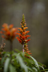 Flora of Gran Canaria - orange and red flowers of Isoplexis isabelliana, plant endemic to Gran Canaria
endangered species associated with Canary Pine forests, natural macro floral background
