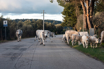 Cow herd with young calfs on a road in Gargano, Southern Italy