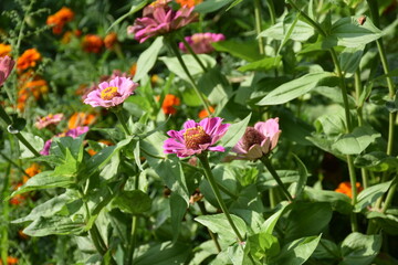 the magic summer garden flowers