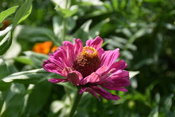 the magic summer garden flowers