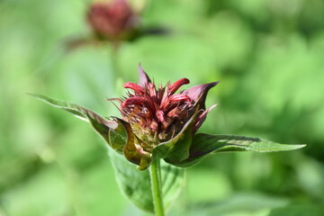 the magic summer garden flowers