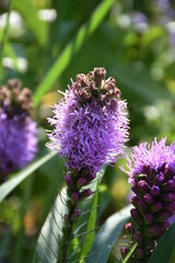 the magic summer garden flowers