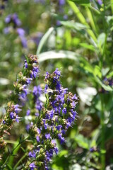 the magic summer garden flowers