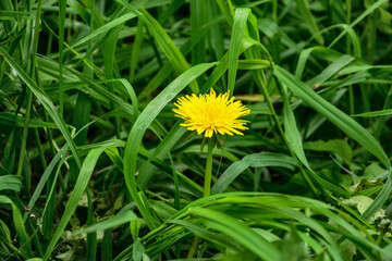 Dandelion flower in green grass