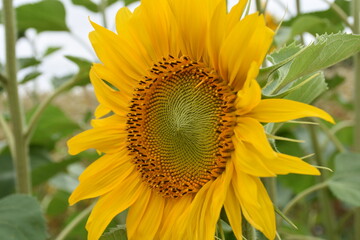 Obraz premium sunflower in the garden