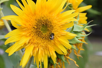 bee on sunflower