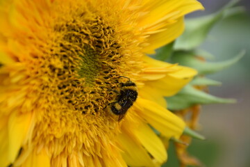 bee on sunflower