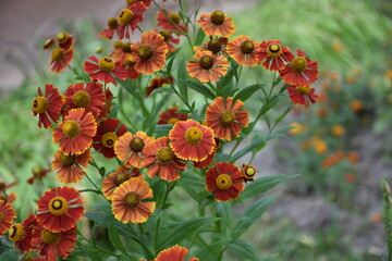 the magic summer garden flowers