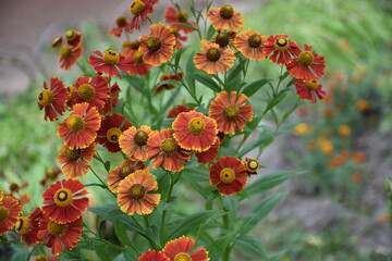 the magic summer garden flowers