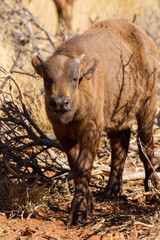 Fototapeta premium Cape or African buffalo calf, Game farm, South Africa