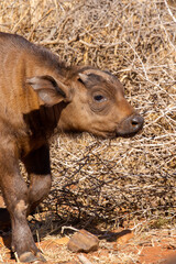 Cape or African buffalo calf, Game farm, South Africa