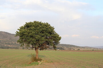 Tejocote