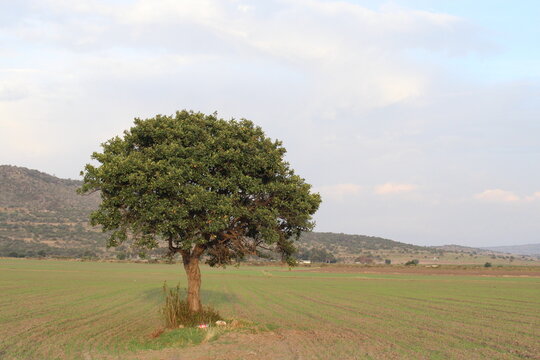Tejocote