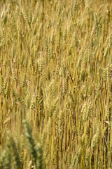 field of wheat