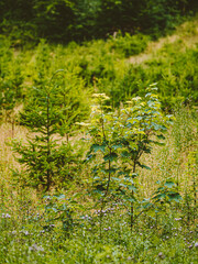 Wiederaufforstung im Mischwald