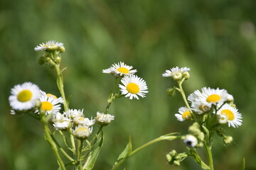 Fototapeta premium wild meadow chamomile flowers
