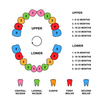 Child teeth dentition anatomy with descriptions. Child jaw parts - central incisor, lateral incisor, cuspid, first molar, second molar teeth.