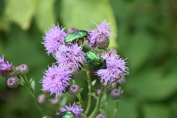 Flower Chafers on meadow flower