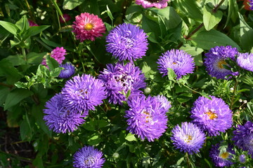 the magic summer garden flowers
