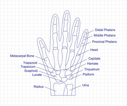 Human hand bones anatomy drawing with a pen on notebook. Hand parts structure diagram with bones description. Human internal organ illustration.