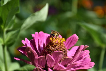 the magic summer garden flowers