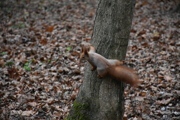 squirrel on a tree