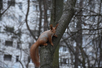 squirrel on a tree