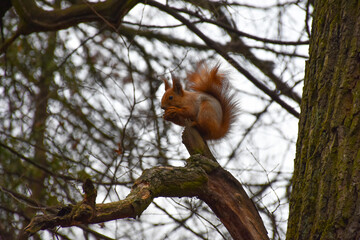 squirrel on a tree