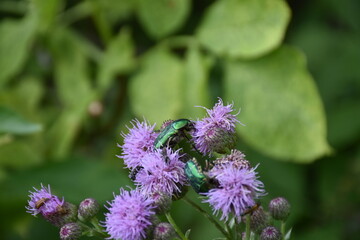bug on a flower