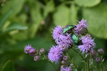 bug on a flower