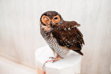 an owl in an owl cafe