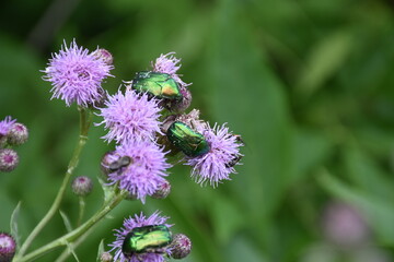 bug on a flower