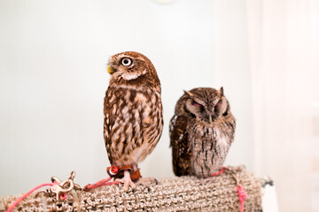 a pair of owls in an owl cafe