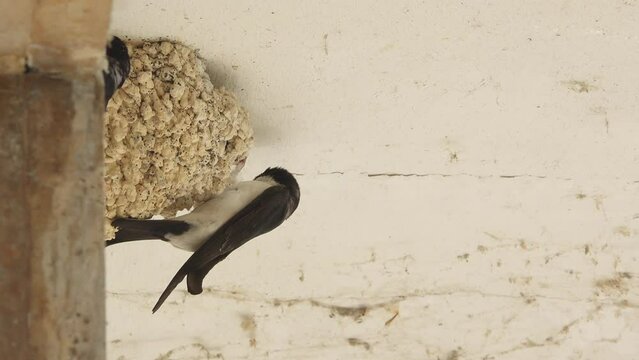 House martin swallow birds (Delichon urbicum) family building the nest under the roof