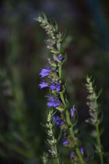 lavender at the evening