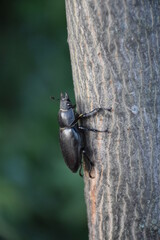 stag beetle on wood