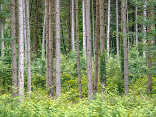Fototapeta premium Wiederaufforstung im Mischwald