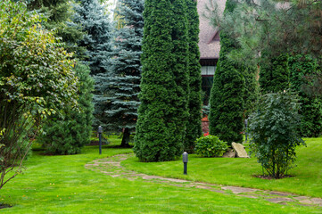 Decorative evergreen trees in the landscape design