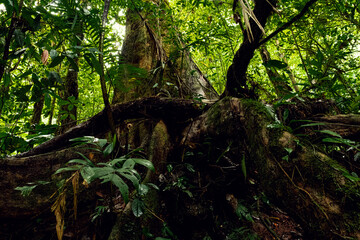 Low angle POV of a large old growth tree in the rainforest